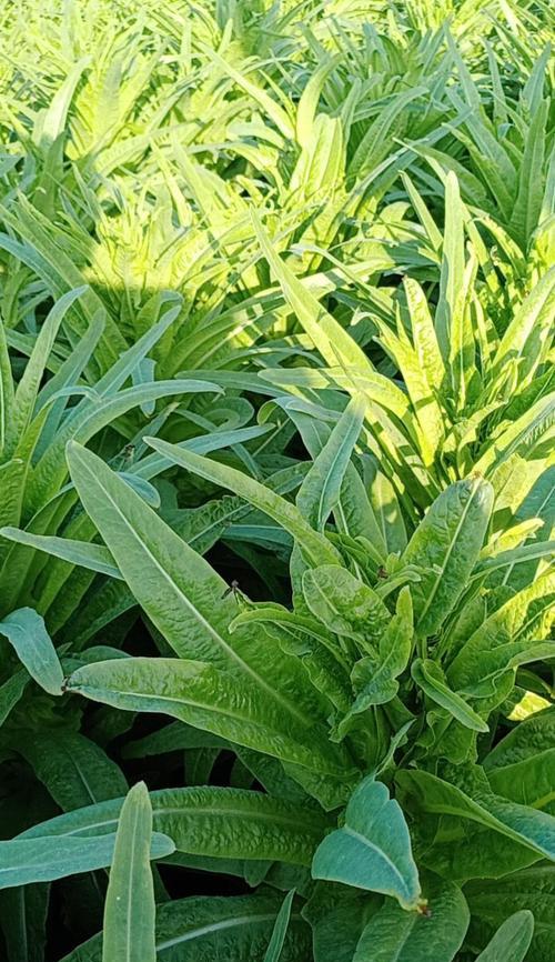 莴苣的寓意和花语是什么？莴苣象征什么？