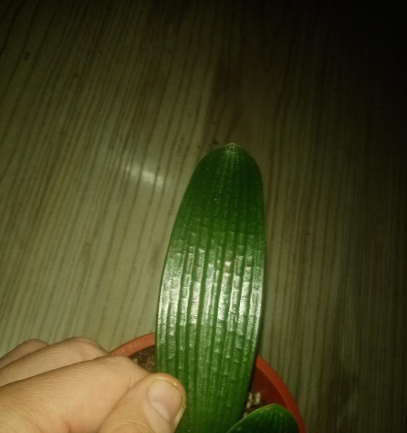 如何培养出优质的君子兰苗？