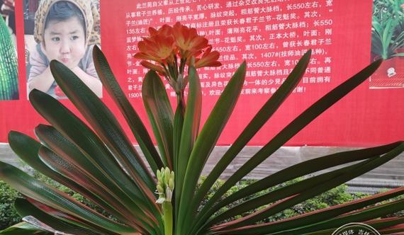 君子兰花魁的养护和管理方法是什么？