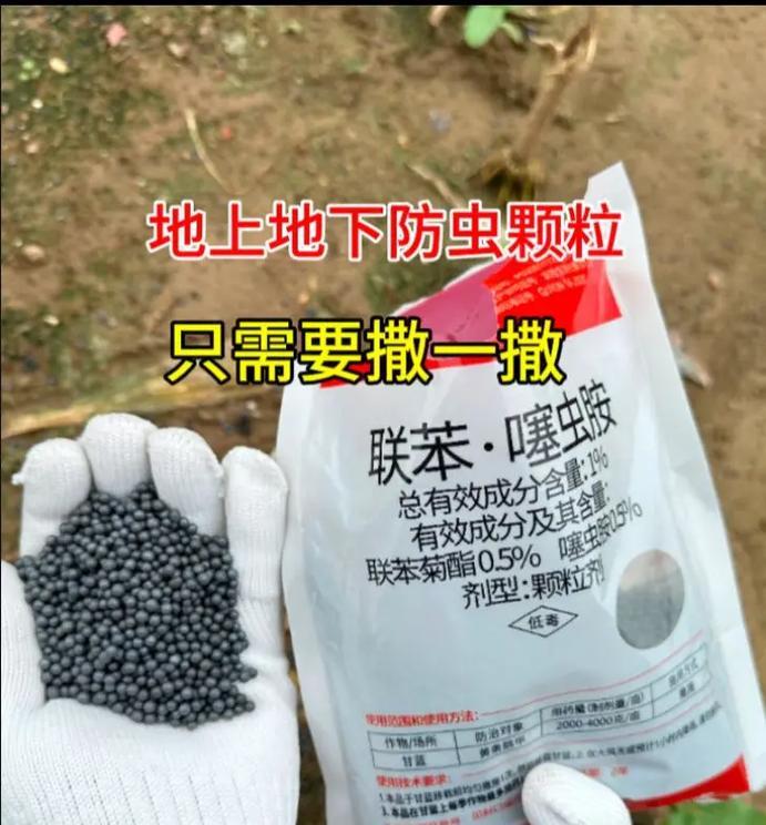 种植玫瑰花时防虫应使用哪种药物？