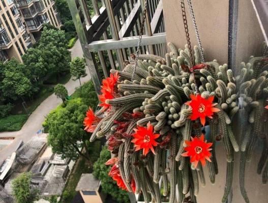 白檀仙人掌施肥有哪些技巧？怎样使用肥料最有效？