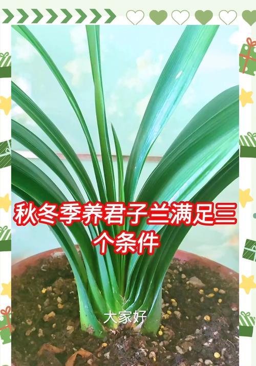 君子兰补锌对养护和管理有何影响？