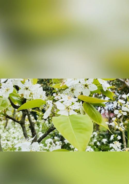 嘟嘟离别花语表达什么情感？如何理解？