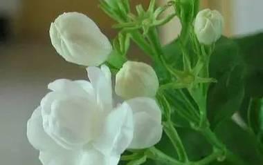 告白花语通常包含哪些含义？它如何表达爱意？