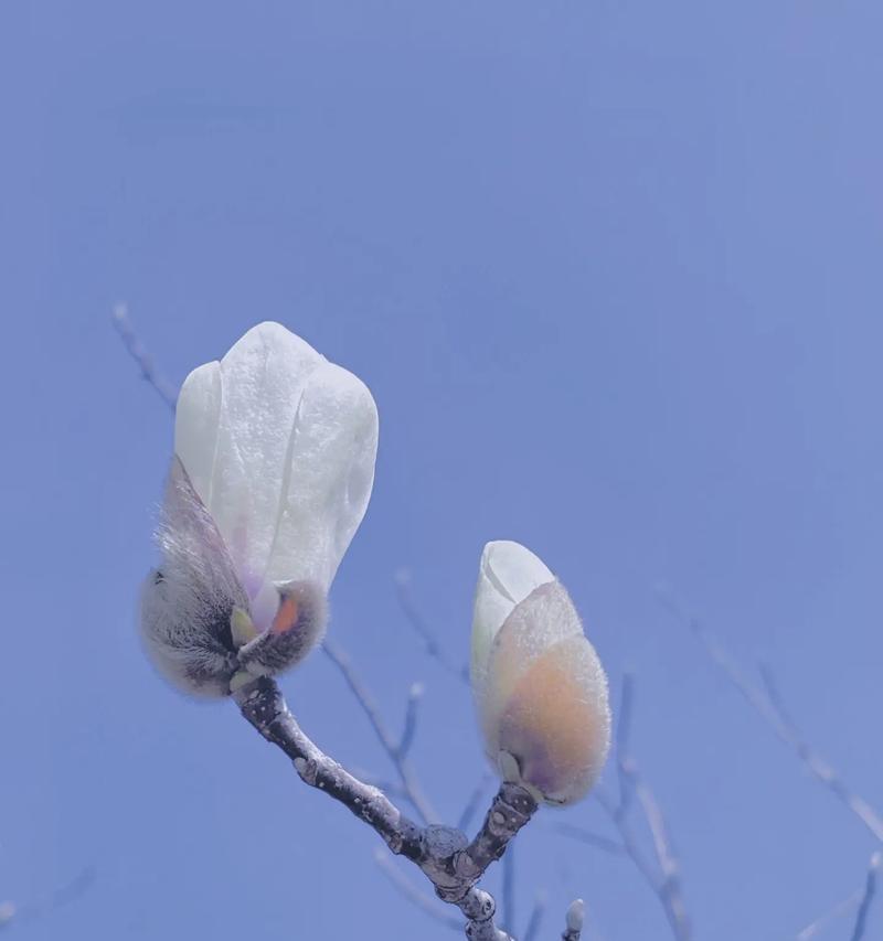 望春花语的含义和象征是什么？望春花有哪些美好寓意？