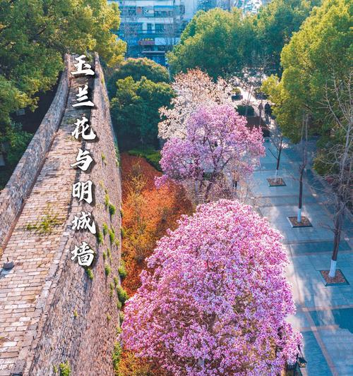 望春花语的含义和象征是什么？望春花有哪些美好寓意？