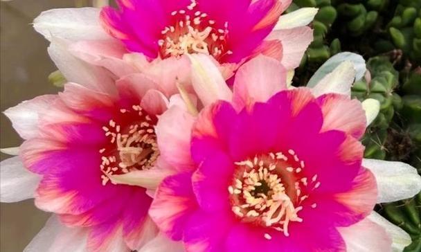 丽花仙人球全年开花品种是什么？如何养护？