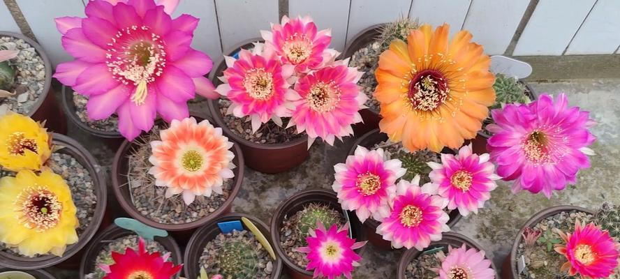 丽花仙人球全年开花品种是什么？如何养护？