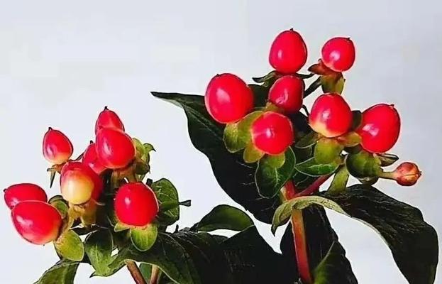 摇筛子的花语代表什么？它有何特别的含义？