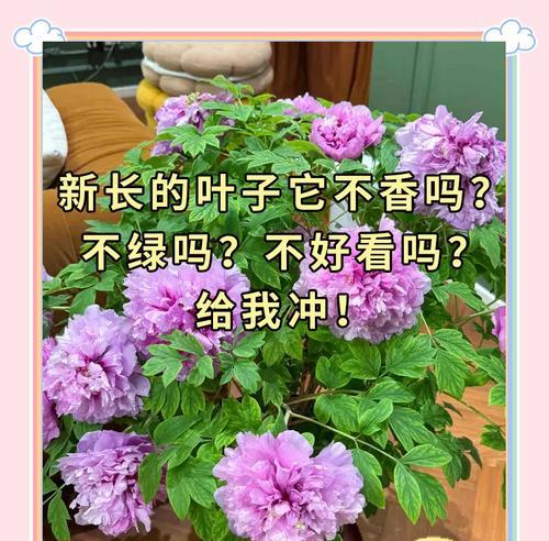 绿叶富贵牡丹如何养护才能开花？不开花的原因是什么？