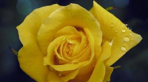 黄玫瑰通常表达什么情感？它的花语含义是什么？