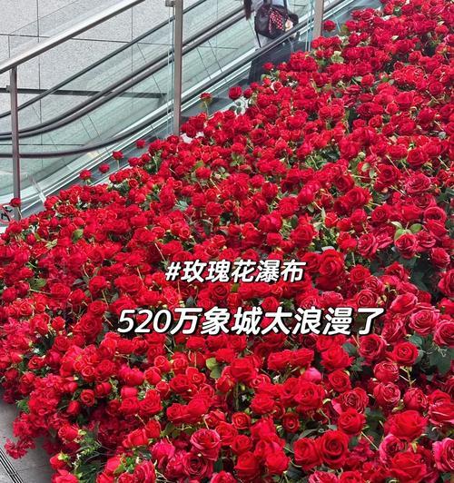 玫瑰花瀑布需要多少朵花才能盛开？