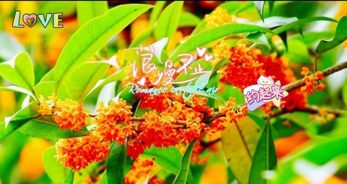 倾城时光花语有何深意？