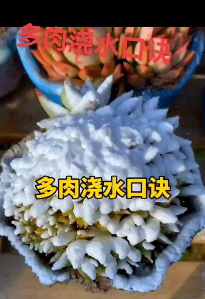 仙人掌嫁接多肉的浇水技巧是什么？