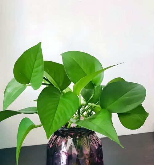 倾城时光花语有何深意？