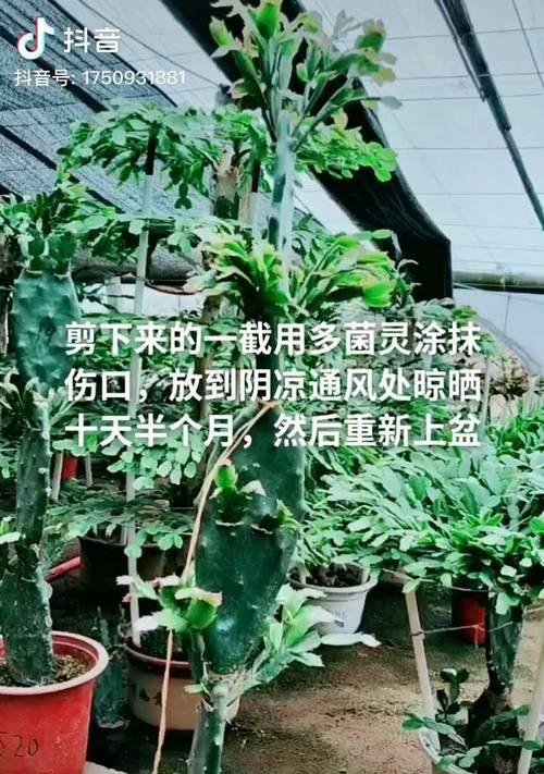 仙人掌嫁接多肉的浇水技巧是什么？