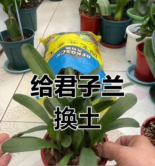 君子兰换盆换土后如何浇水？换盆换土时的浇水技巧是什么？