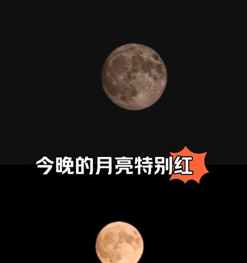 城里的月亮的花语是什么？城里的月亮代表了什么？