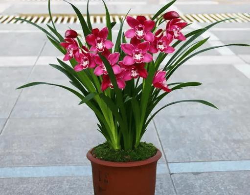 牡丹花与小兰花的养护技巧是什么？