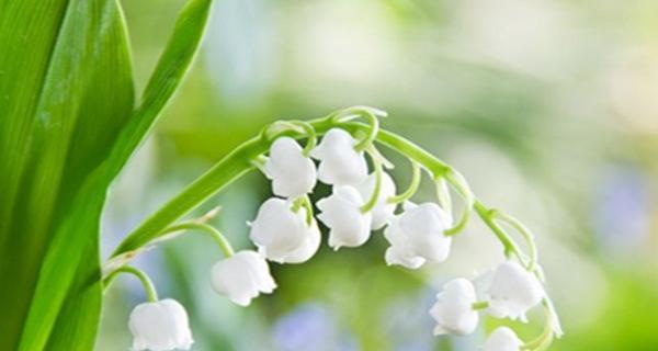 花语铃铛镯子的寓意是什么？如何挑选合适的花语铃铛镯子？