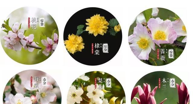 立春后牡丹花怎么养殖？正确的养殖步骤是什么？