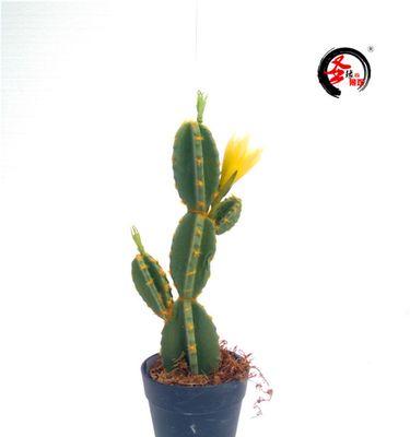 热带仙人掌的种植方法是什么？需要注意哪些要点？