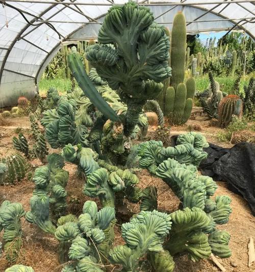 热带仙人掌的种植方法是什么？需要注意哪些要点？
