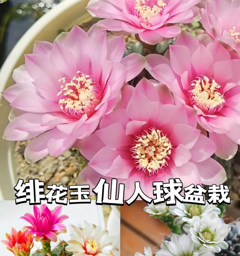 如何延长仙人球的开花时间？