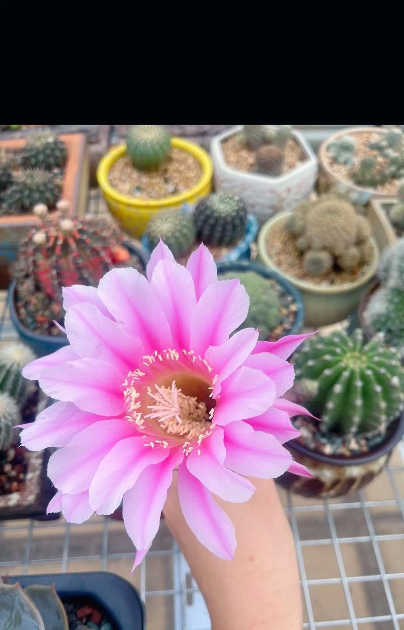 如何延长仙人球的开花时间？