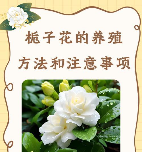栀子花绽放时的花语是什么？