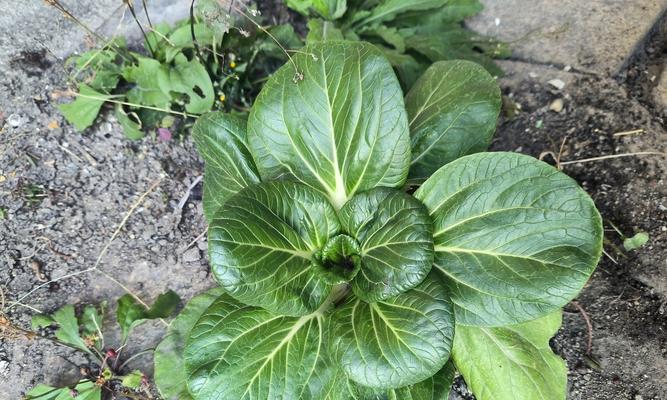 岩石缝中仙人掌的种植方法是什么？需要注意什么？