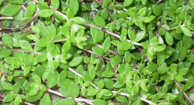 岩石缝中仙人掌的种植方法是什么？需要注意什么？