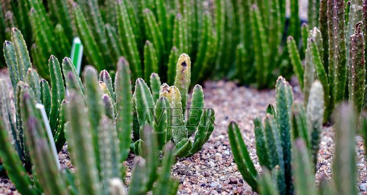岩石缝中仙人掌的种植方法是什么？需要注意什么？