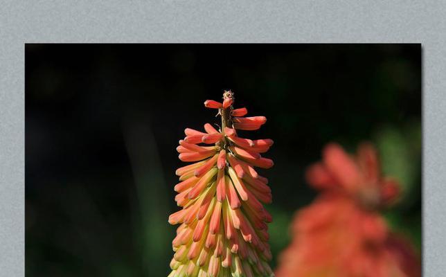 火花蓝这种花的花语有何含义？