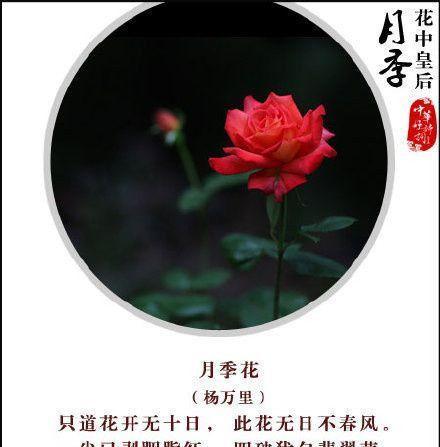 火花蓝这种花的花语有何含义？
