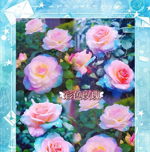 幸福的花语通常与哪种玫瑰相关？它代表了什么？