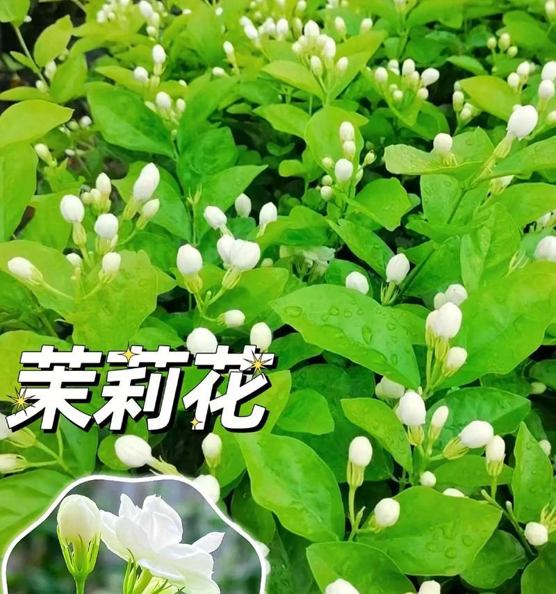 天津的花语代表花是哪一种？
