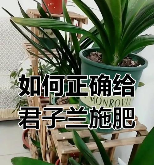 君子兰施肥时能否使用多菌灵？如何正确施肥？
