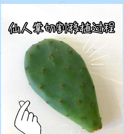 家中是否适合养仙人掌？如何正确养护仙人掌？