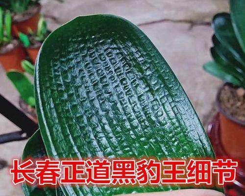君子兰麻彩小苗的正确养护方法是什么？
