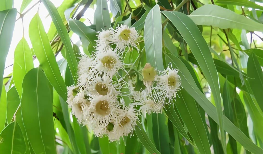 各国树木花语有哪些差异？