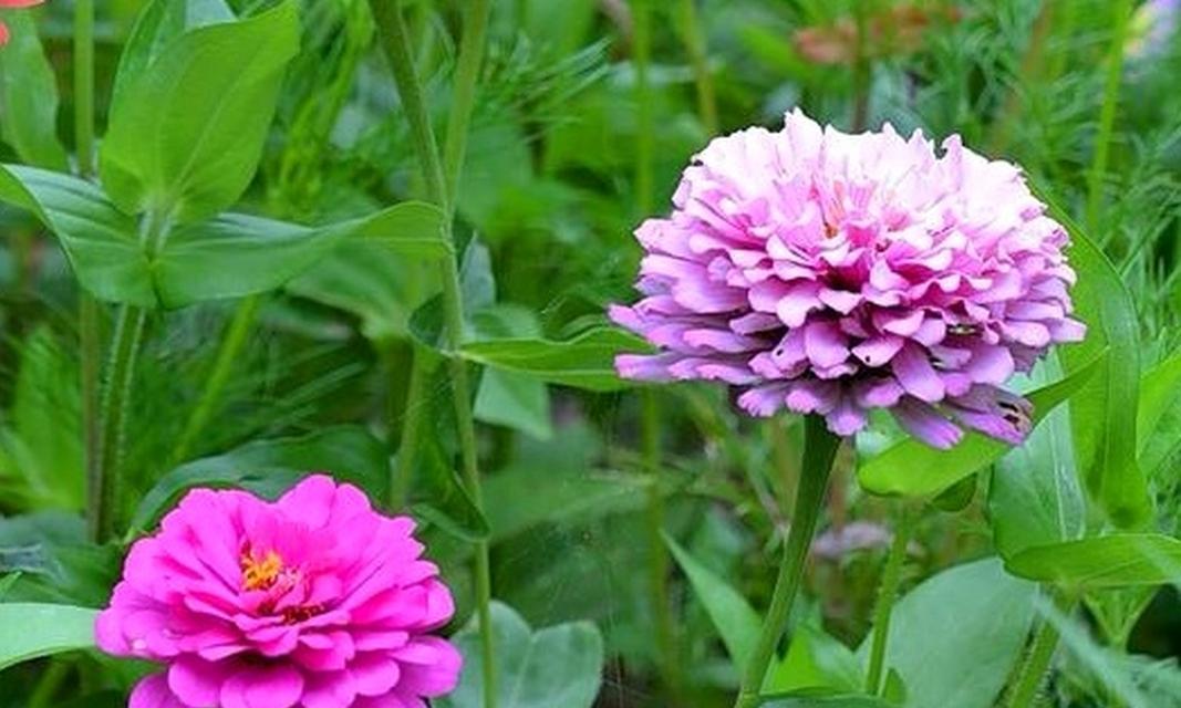 罗汉菊的花语具体是什么？
