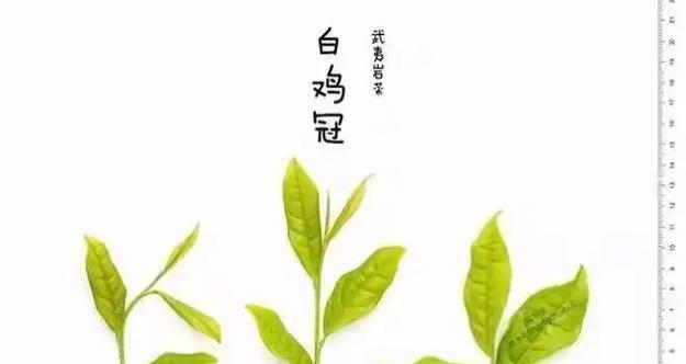 罗汉菊的花语具体是什么？