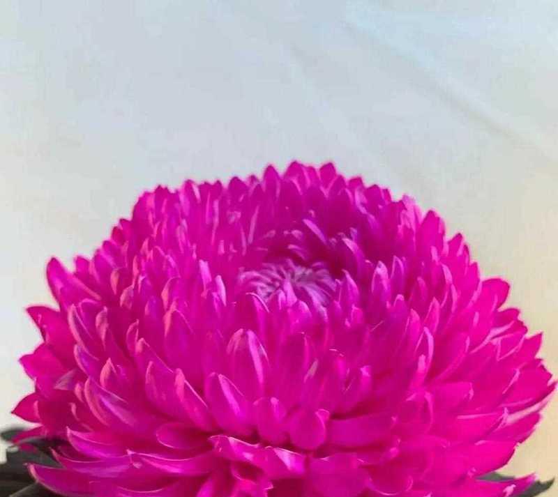 罗汉菊的花语具体是什么？