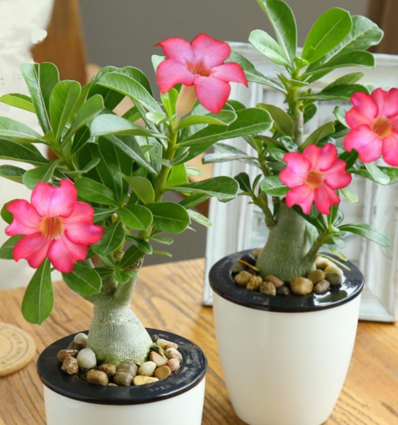 玫瑰花种植需要什么样的土壤和花盆？