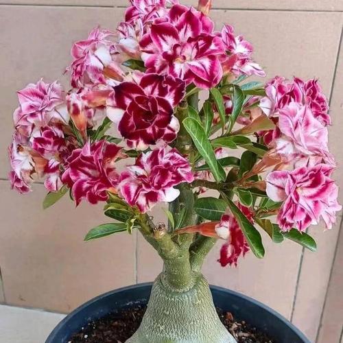 玫瑰花种植需要什么样的土壤和花盆？