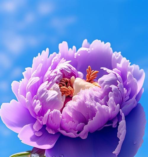 牡丹花最后一片花瓣的含义是什么？