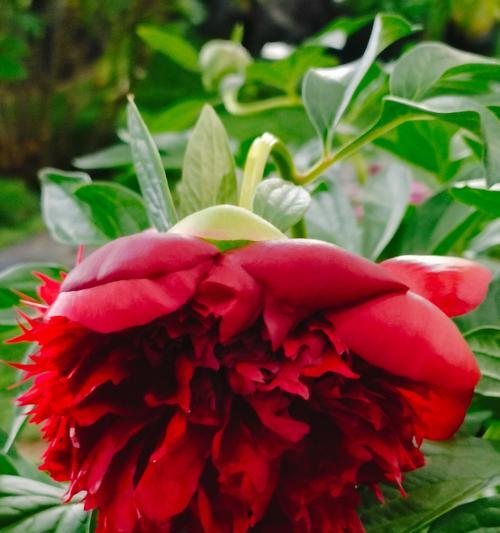 牡丹花最后一片花瓣的含义是什么？
