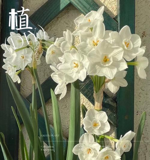 水仙花的花语通常表达什么情感？
