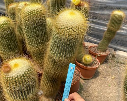 仙人球大金湖栽种方法是什么？如何确保成活率？